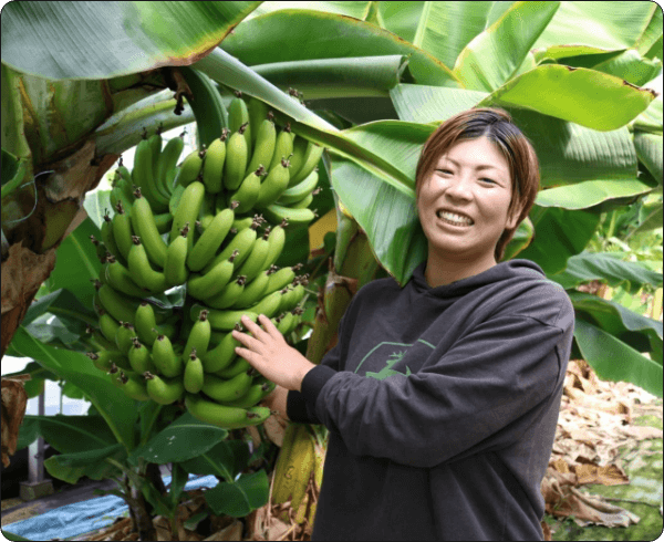 熊本县八代市高的香蕉
