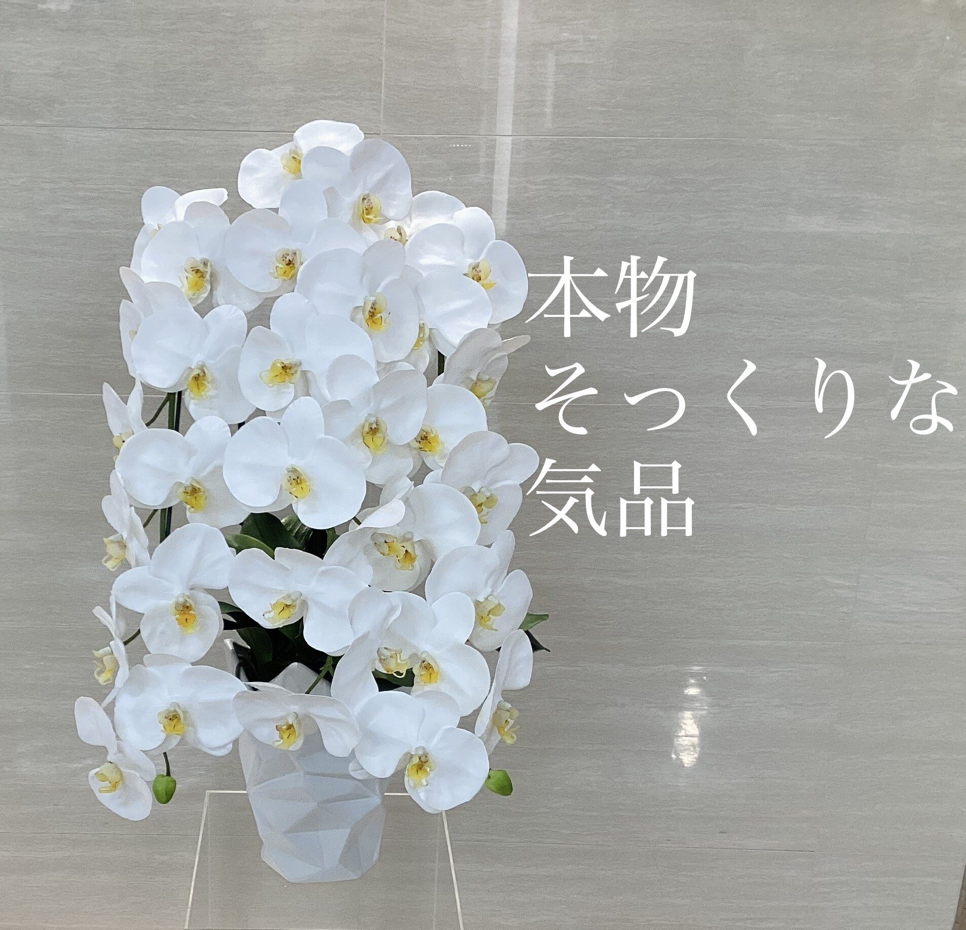 作为那个超出插花的✨真实的胡蝶兰新登场✨