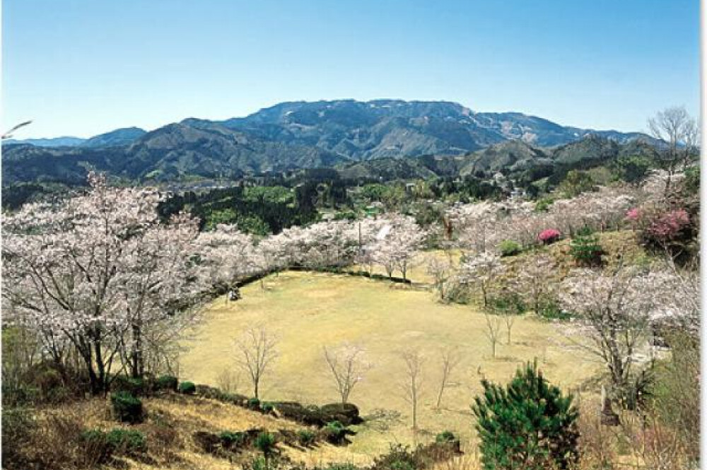 [花点]荒平公园樱桃树[宫崎]