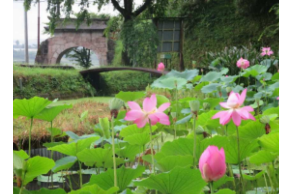 [花点]圆通寺的莲[熊本]