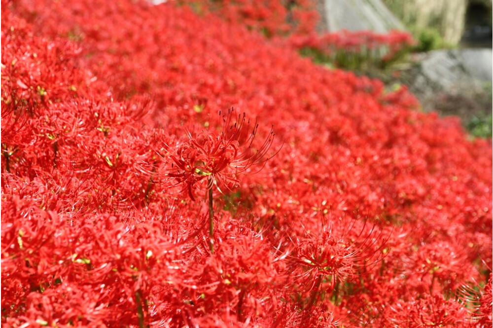 [higambana]秋天的花点[大分县]