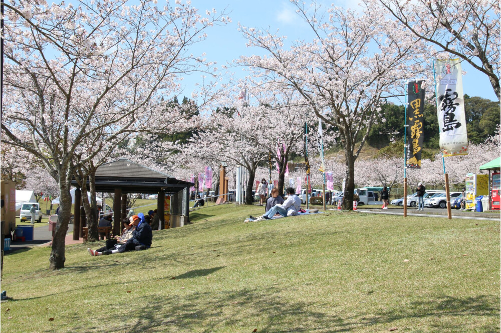 yagorouno家乡樱花节