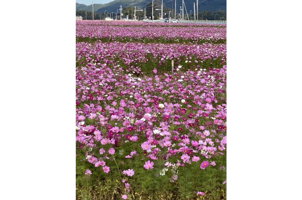 [出去的点]野井仓开田波斯菊道路[鹿儿岛]