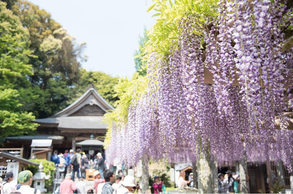 [出去的点]武藏寺"百万富翁的紫藤"[福冈]