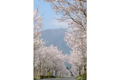 [花点]makibano樱花节[宫崎]