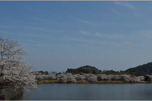 [花点]2,000棵樱花(立岡自然公園)[熊本]
