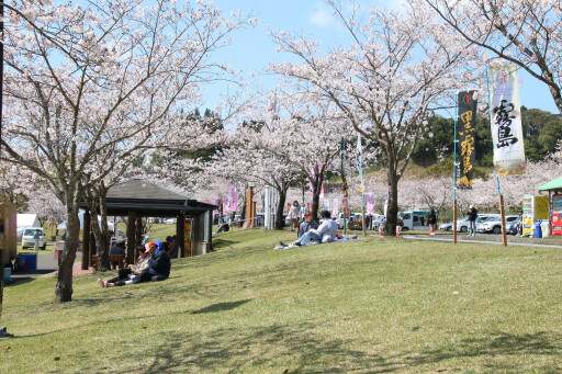 yagorouno家乡樱花节
