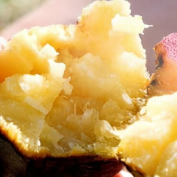 访问日本第一甜的甘薯"beniharuka"的故乡