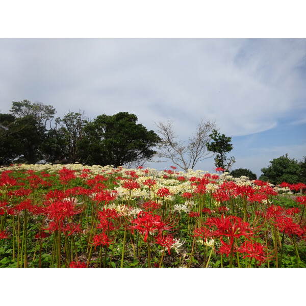 秋天的花点[higambana:从9月中旬到下旬]