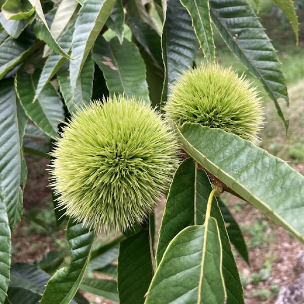 到了夸耀西日本的第一生产量的栗子的产地山鹿☆