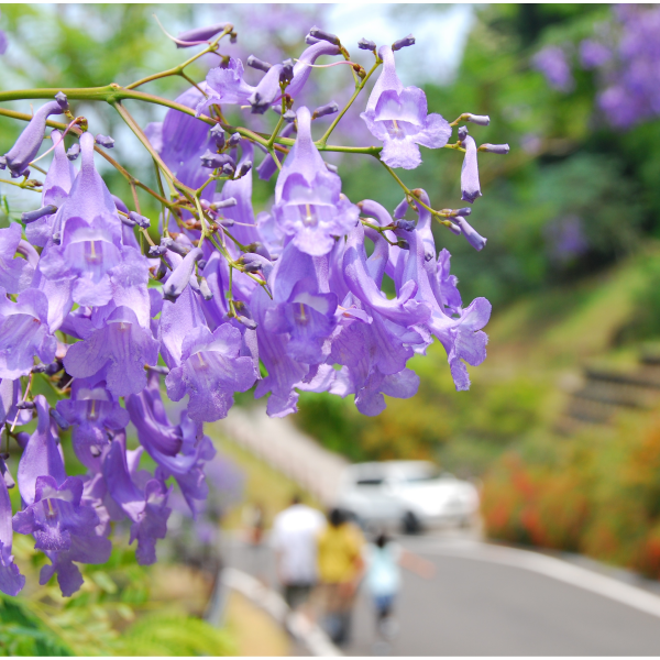 [在日本唯一]在1,000部jakaranda簇生的森林的jakaranda节