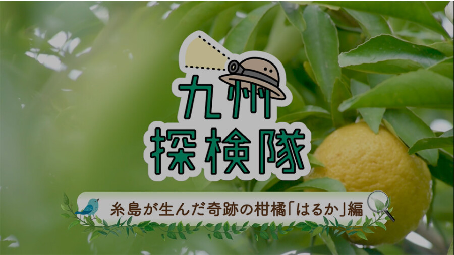 "九州探险队线岛产生的奇迹的柑橘春天"或者篇